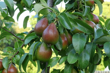 Fruit tree with pears. Summer of 2024. Sweden.