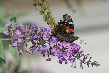 Red admiral butterfly (Vanessa Atalanta) perched on summer lilac in Zurich, Switzerland