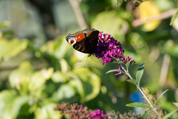 European peacock butterfly (Aglais io) perched on summer lilac in Zurich, Switzerland