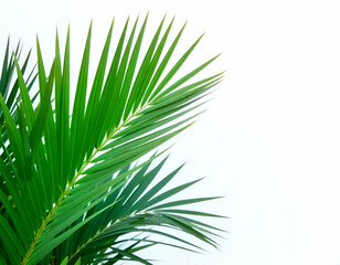 Obraz premium Green palm leaves against a white background
