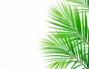 Fototapeta premium Green palm leaves against a white background