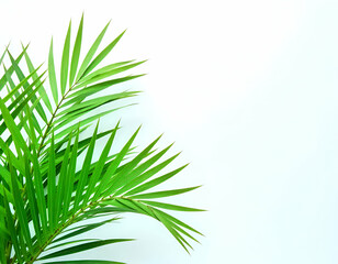 Green palm leaves against a white background