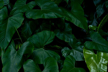 background of very large green leaves, abundant vegetation