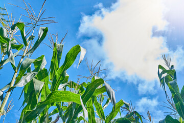 Corn sowing from bottom to top angle, blue sky and clouds in the background