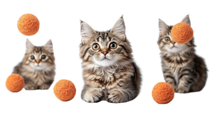 cat toys floating in mid-air set against a PNG background