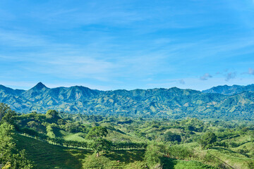 Green mountain range with blue sky, hillocks with trees and vegetation