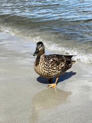 A duck strolls leisurely along a sunny beach, its webbed feet leaving light imprints in the soft, golden sand. The warm sunlight glistens off its feathers as it moves close to the gentle waves lapping