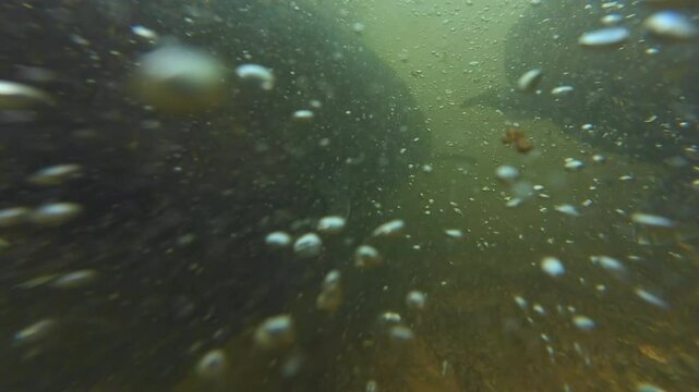 Salmon swimming upstream in strong river current underwater. Salmon run fish pov, crowd schools of salmon and its tails in the water. Underwater close up shot. Alaskan salmon spawning migration.