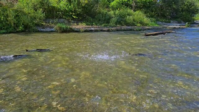 Spawning salmon in shallow stream of Ganaraska River, Corbett's Dam, Port Hope, Ontario, Canada. Slow motion of big wild school of salmon migration in the river stream.