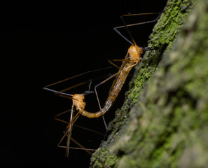 crane flies, Limonia phragmitidis, mating on a tree trunk, black background