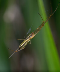 silver stretch spider Tetragnatha montana hanging on its web