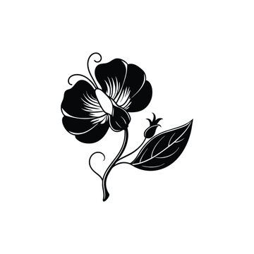 recommend clip art: Sweet pea flower drawing.Black and white with line art illustration.
                    