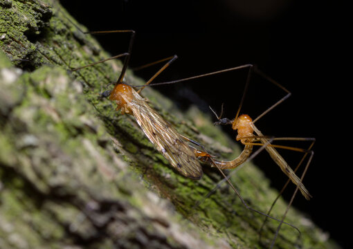 crane flies, Limonia phragmitidis, mating on a tree trunk, black background
