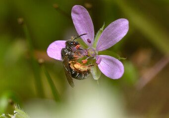wild bee feeding sucking nectar from a field flower