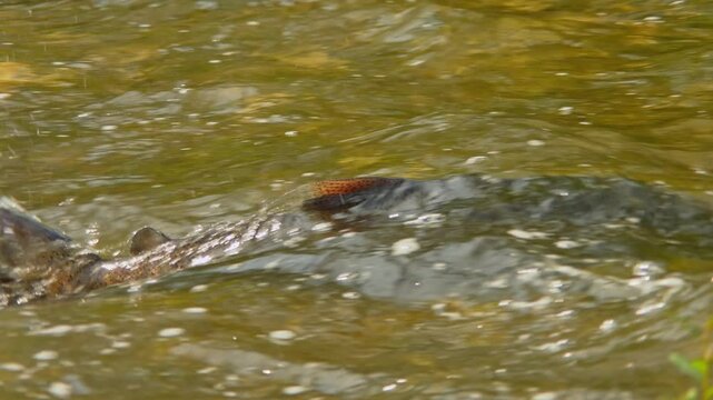 Salmon fish swim upstream against strong currents waterfalls. Ganaraska River, Corbett's Dam, Port Hope, Ontario. Adult salmon spawning return to their natal freshwater habitats to lay their eggs.