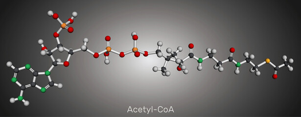 Acetyl-CoA, acetyl coenzyme A molecule. Molecular model. 3D rendering. Illustration