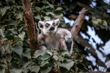 sitting lemur catta on the tree