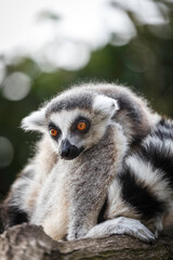 close up portrait of sitting lemur catta on the tree