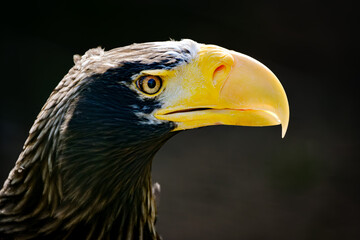 portrait of a bald eagle
