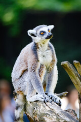 lemur catta in the nature