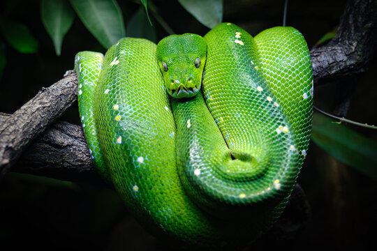 close up portrait of green tree python