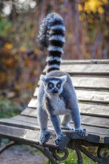 Obraz premium lemur catta on the bench