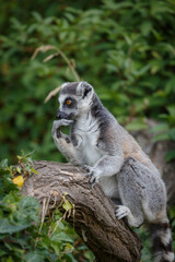 funny lemur catta