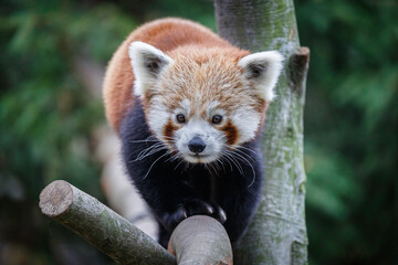 close up portrait of red panda