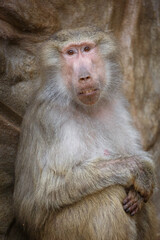 close up of a macaque monkey