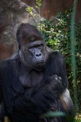 male gorrila portrait