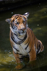 tiger in the river