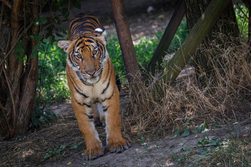 tiger in the jungle