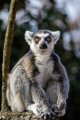 Obraz premium lemur catta in the nature