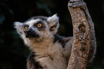 lemur catta in the nature