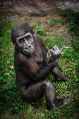 baby gorrila portrait