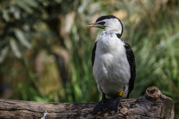 portrait of cormorant 