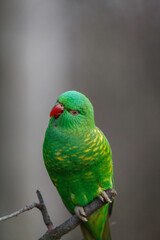 green parrot on a branch