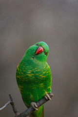 green parrot on the branch