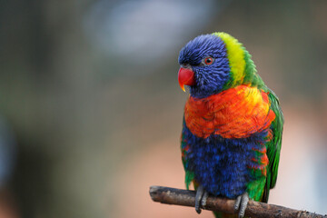 rainbow lorikeet in the tree