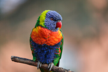 rainbow lorikeet on a branch