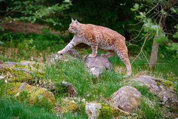 beautiful lynx in the Bavarian forest in Germany
