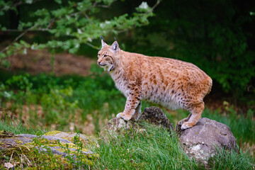 beautiful lynx in the Bavarian forest in Germany