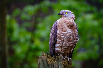 red tailed hawk
