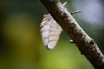 feather from owl bubbo bubbo