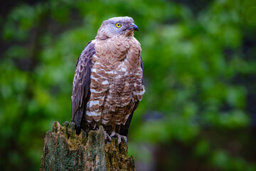 red tailed hawk