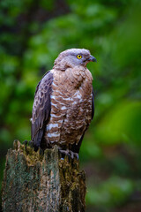 red tailed hawk