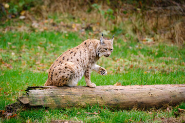 lynx guarding his territory