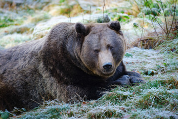 brown bear in the forest in Bavarian forest in Germany