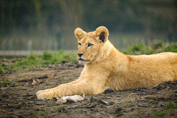 baby lion cat lying on the ground