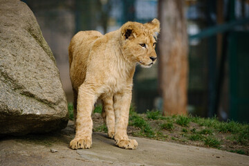Fototapeta premium baby lion cat is walking around